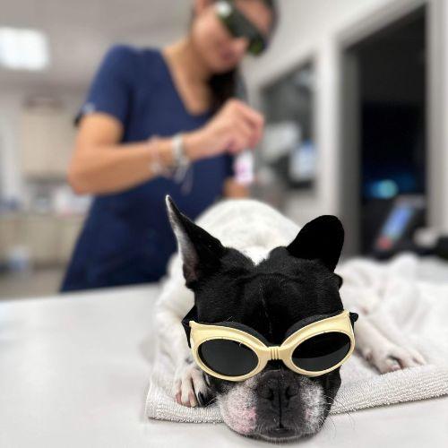 Dog getting laser therapy treatment