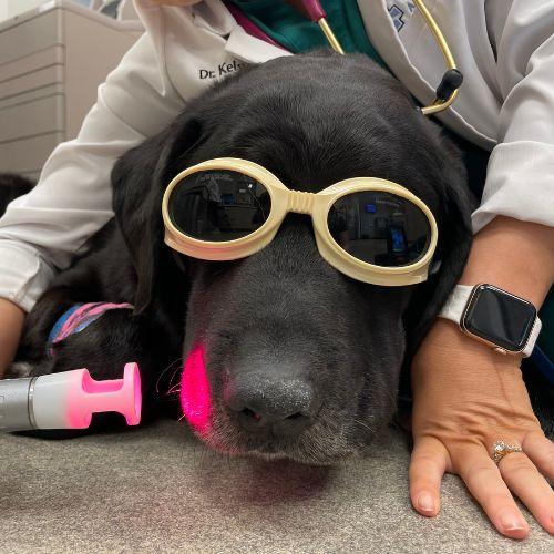 Dog with glasses getting laser therapy