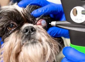 Pet Eye Health: Everything You Need to Know About Common Dog & Cat Eye Disorders — Part I