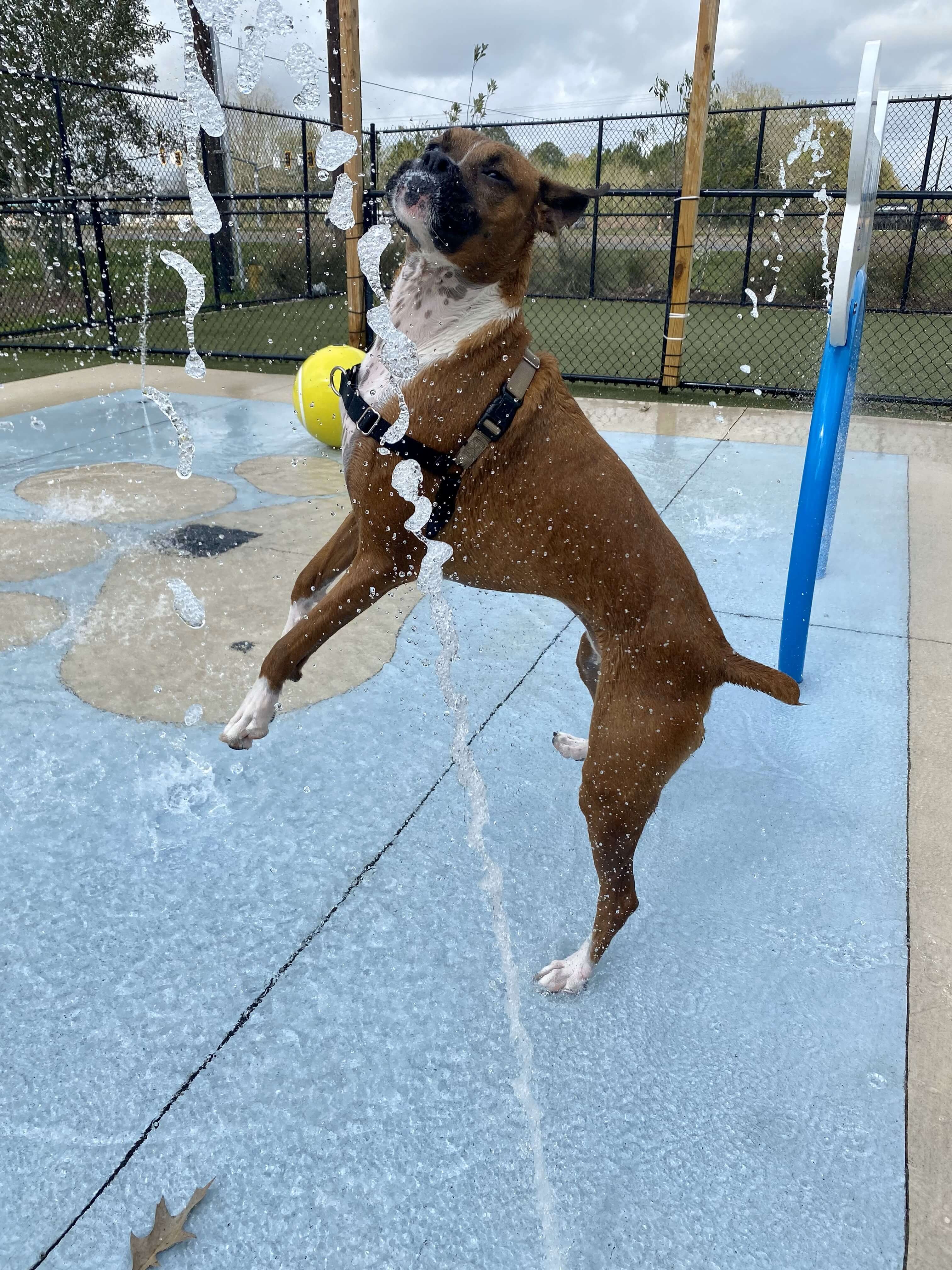 Boarding at Carson Animal Hospital