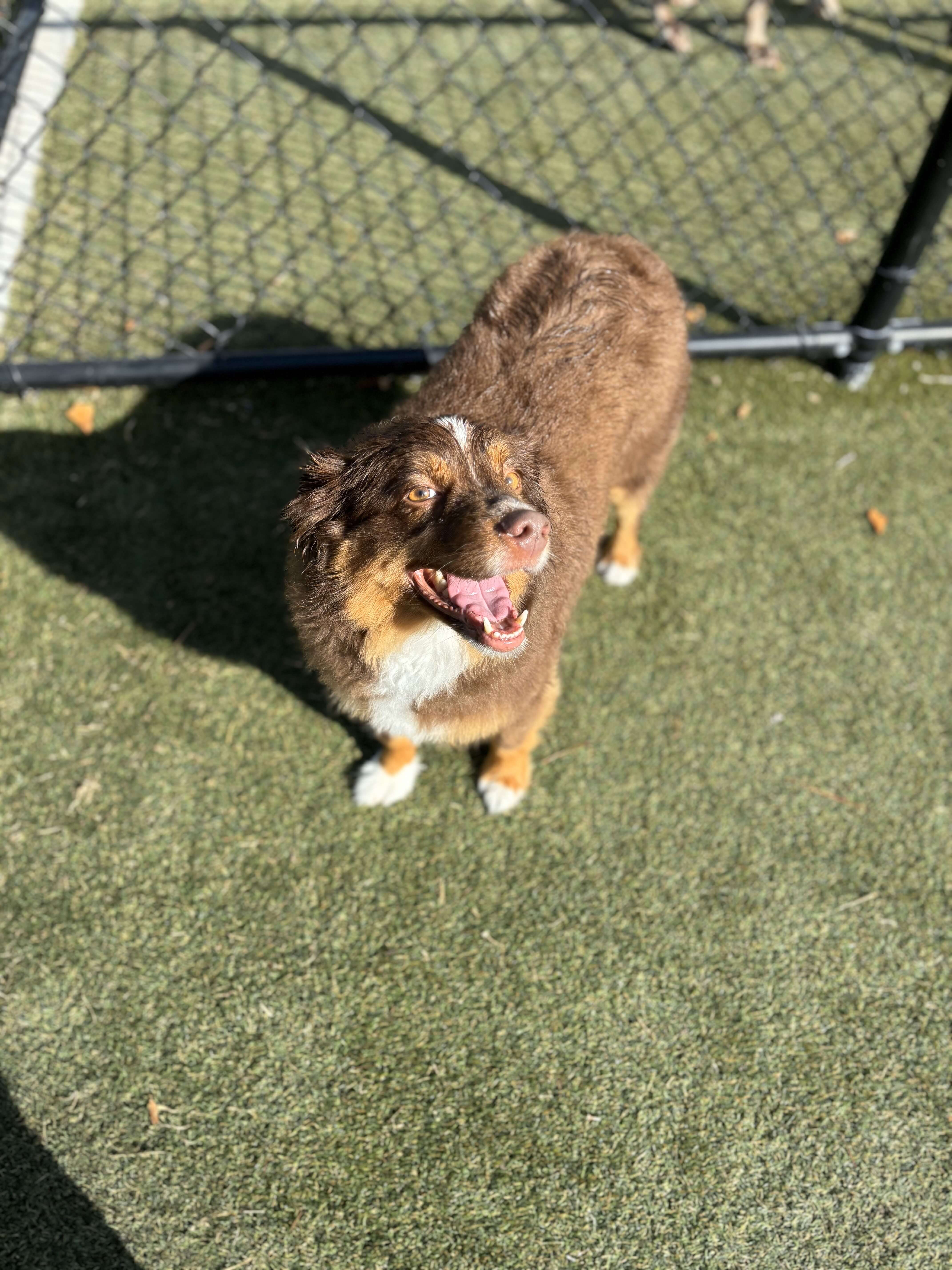 Boarding at Carson Animal Hospital