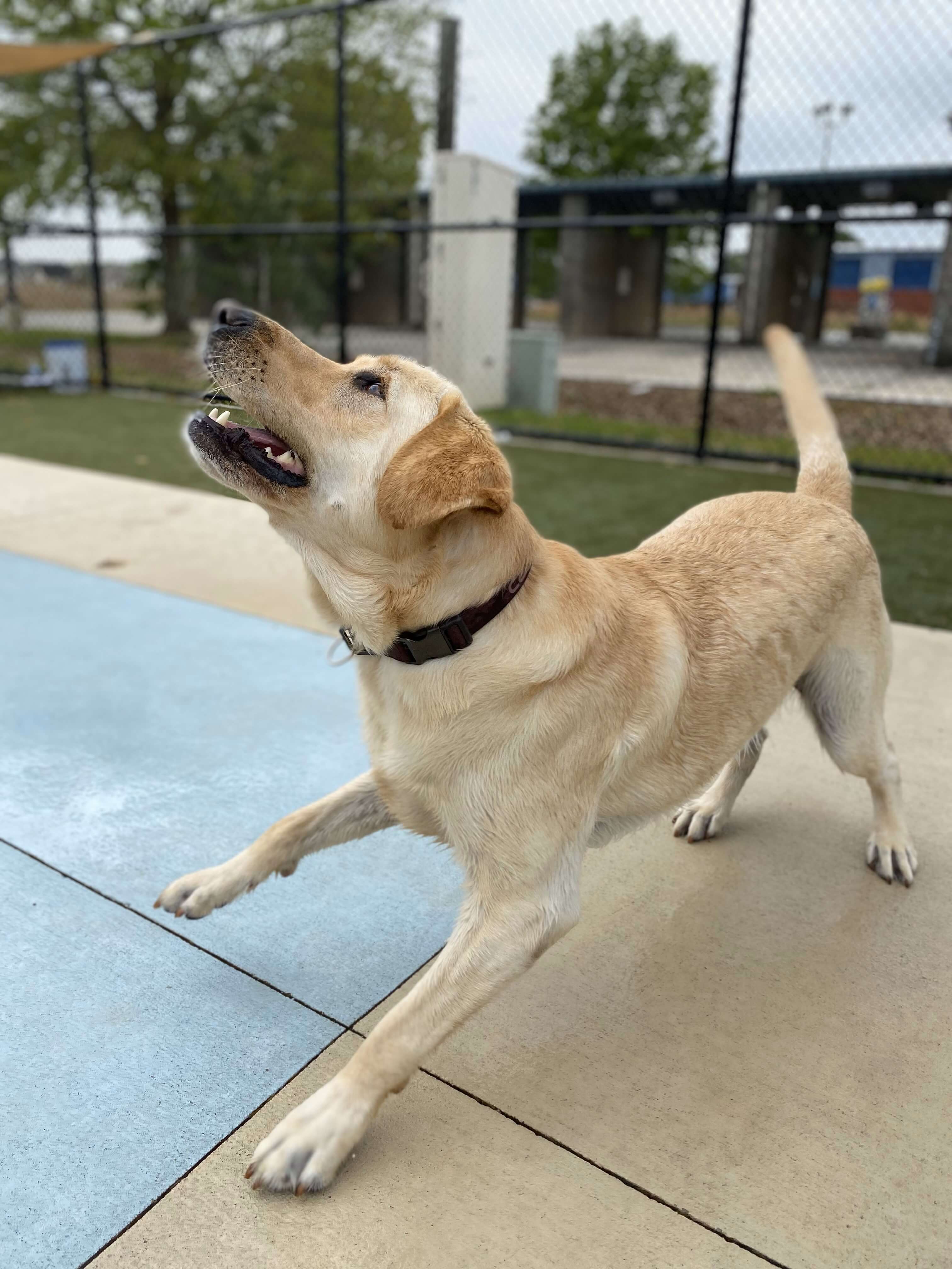 Boarding at Carson Animal Hospital