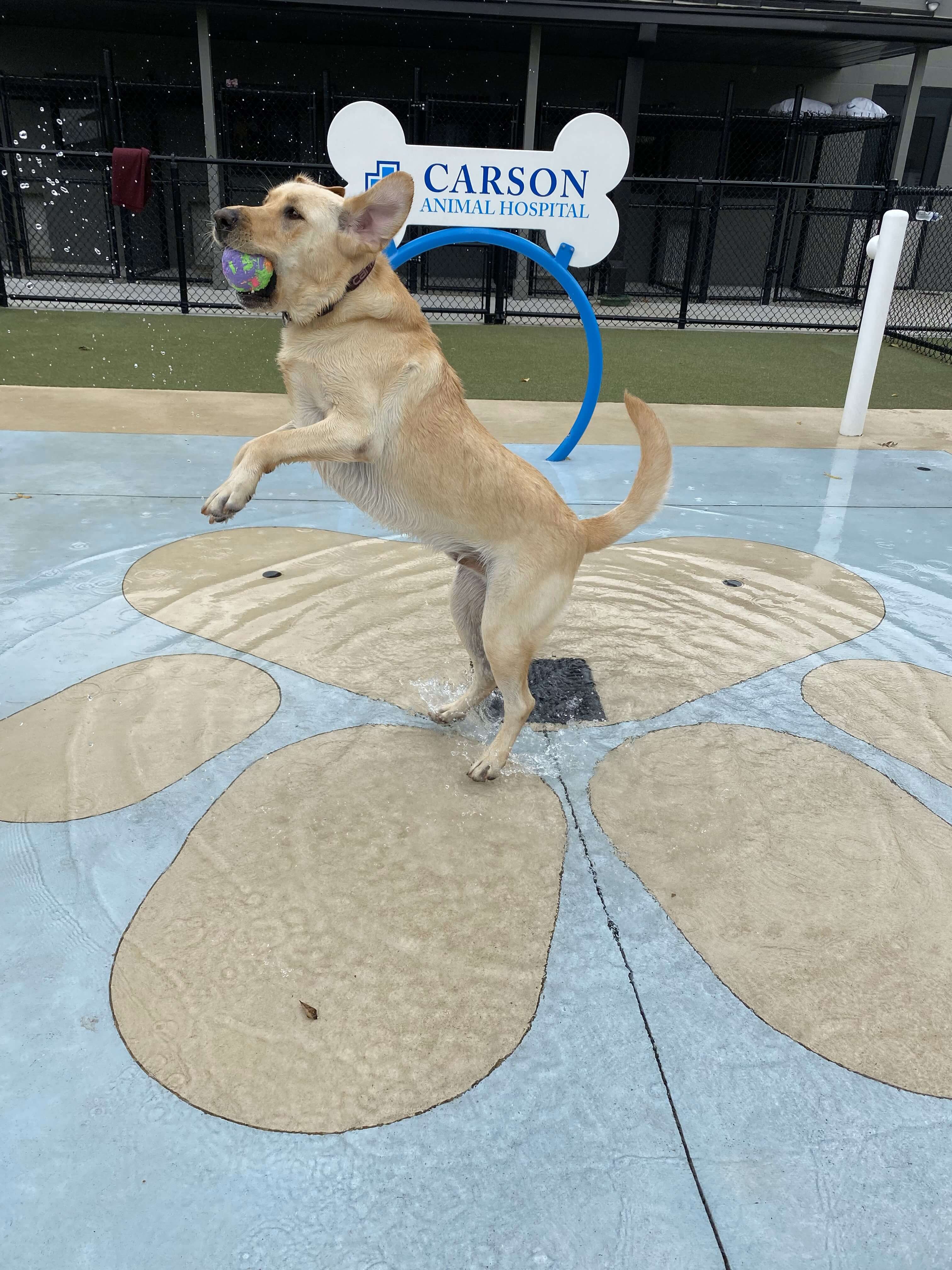 Boarding at Carson Animal Hospital