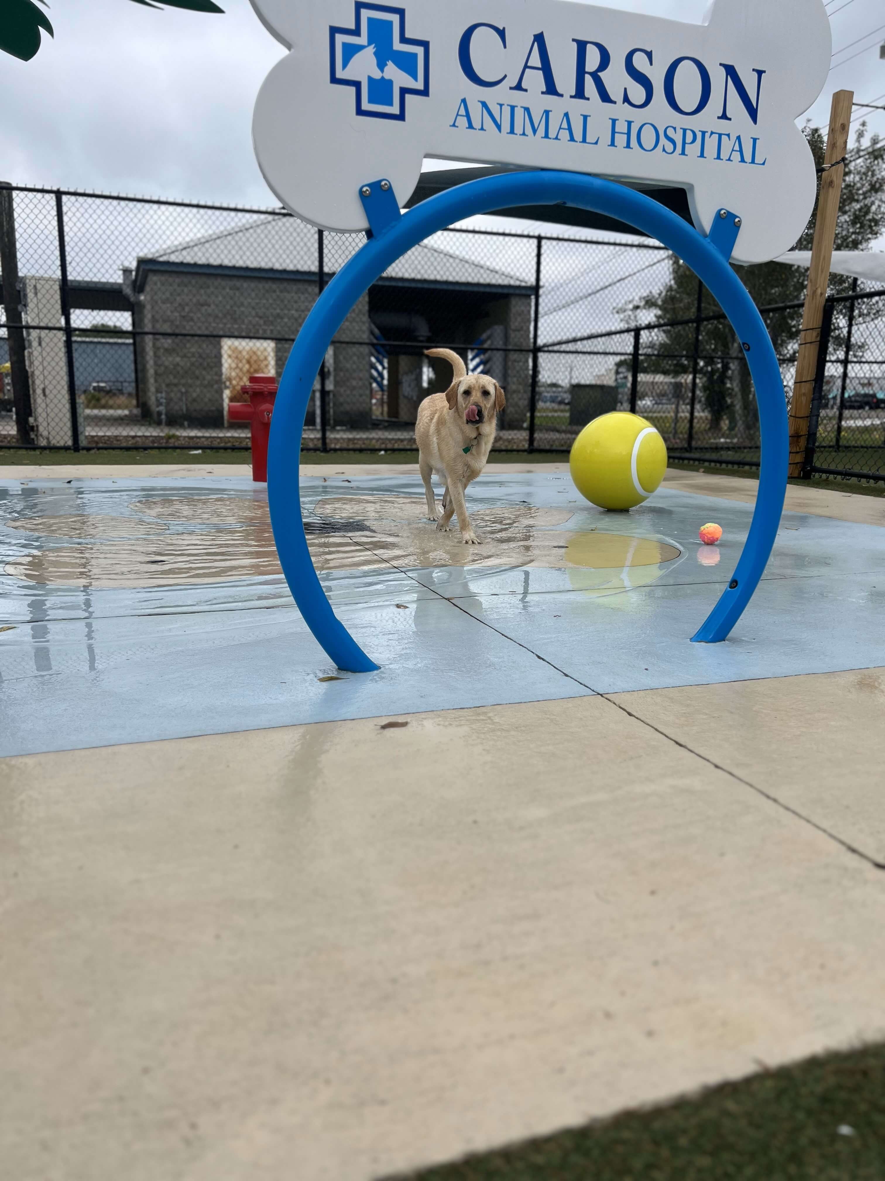 Boarding at Carson Animal Hospital