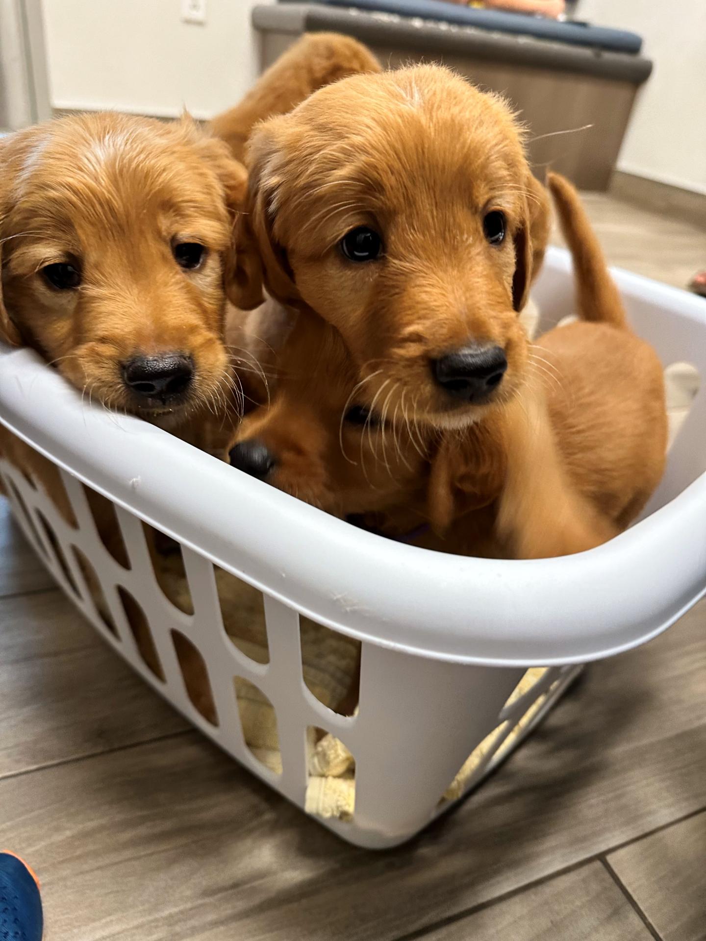 Basket of puppies