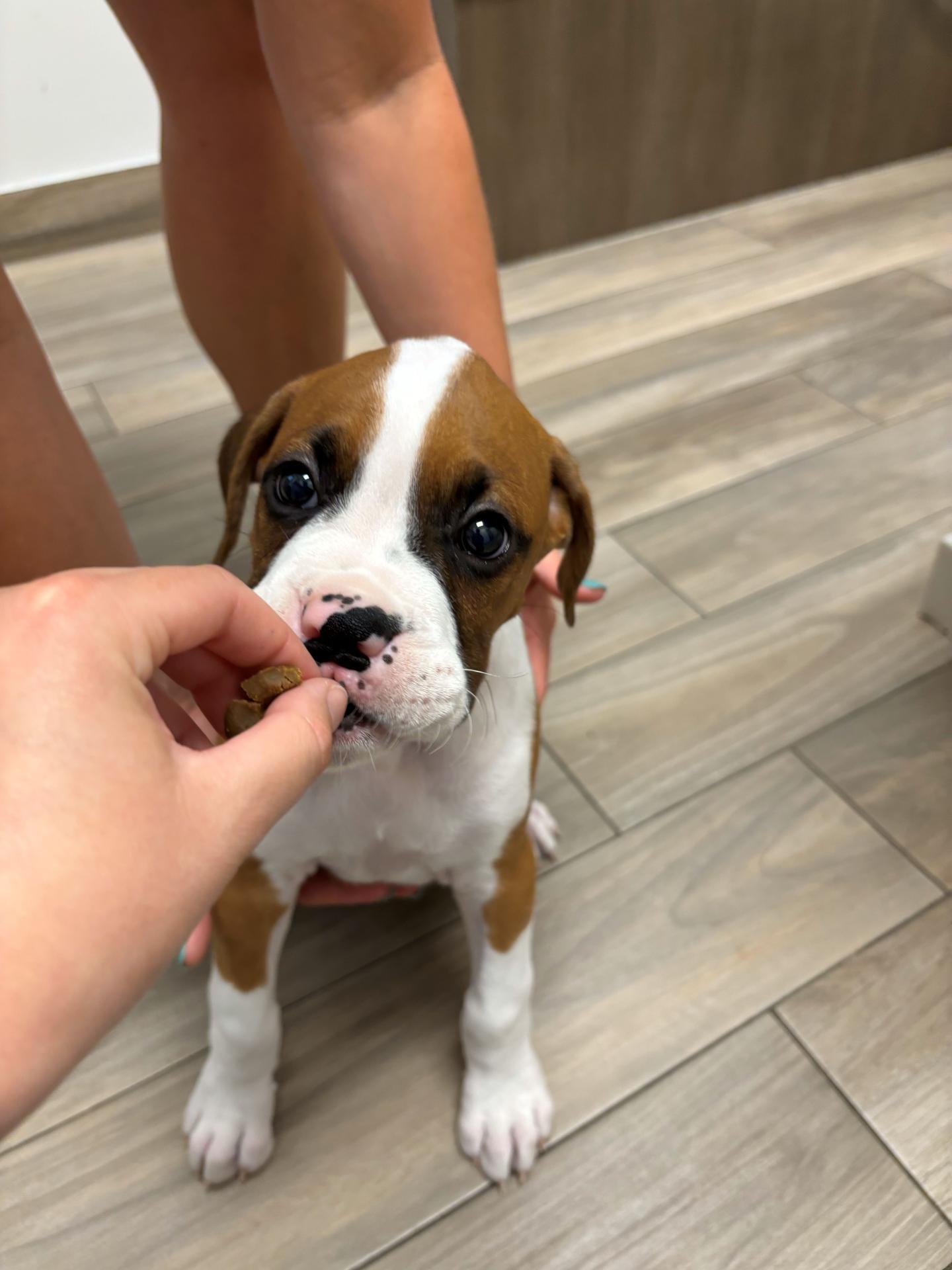 Boxer puppy taking a treat