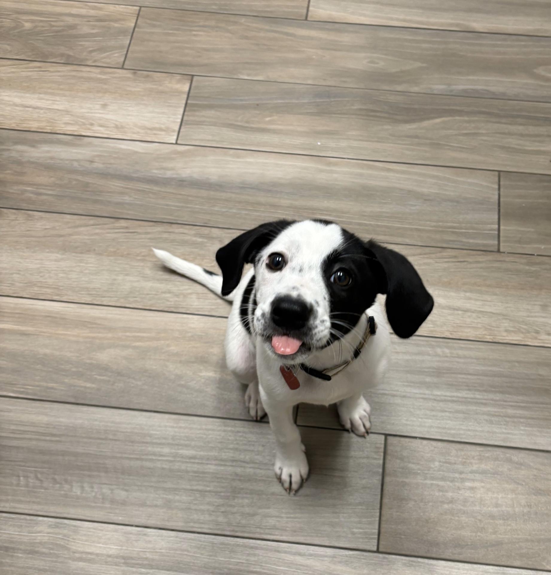 Puppy sticking its tongue out