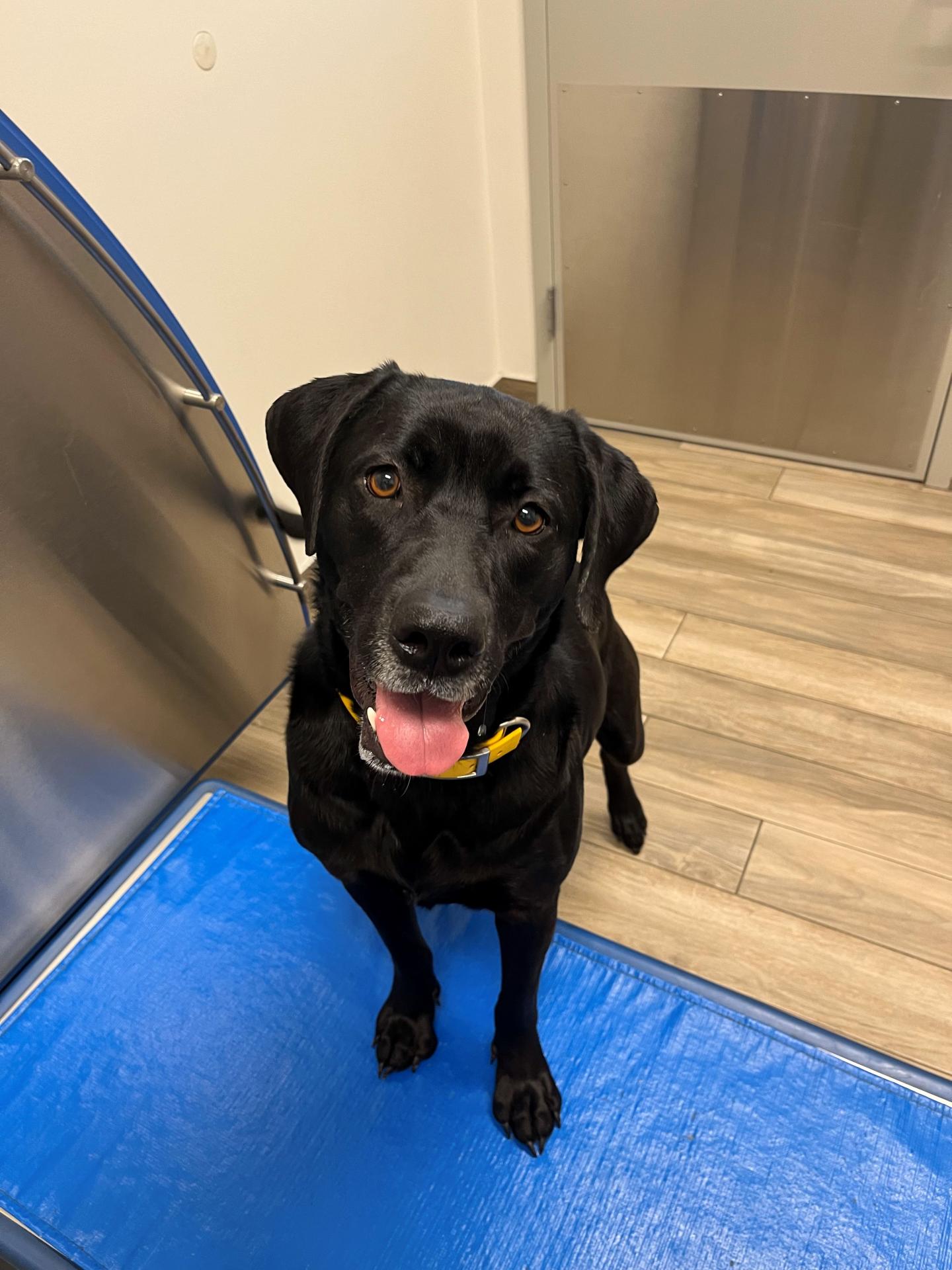 Black lab smiling at camera