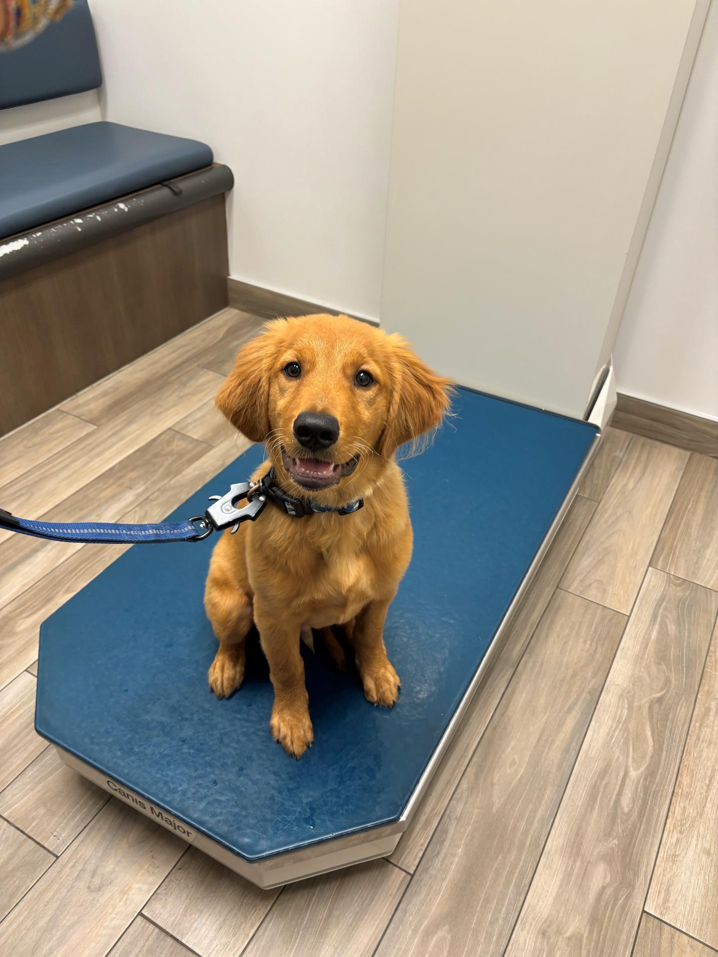 Golden Retriever puppy