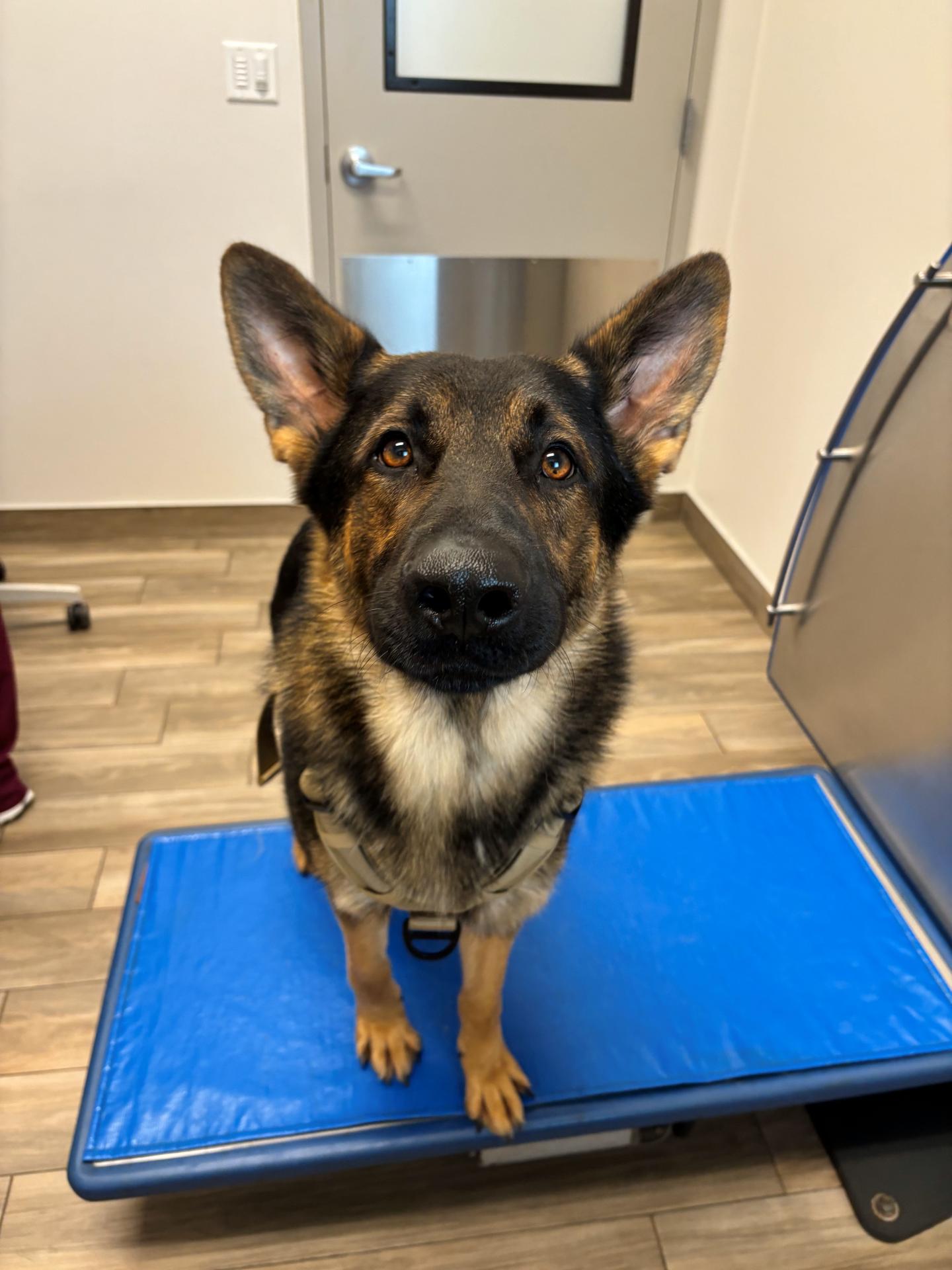 German shephard smiling at camera