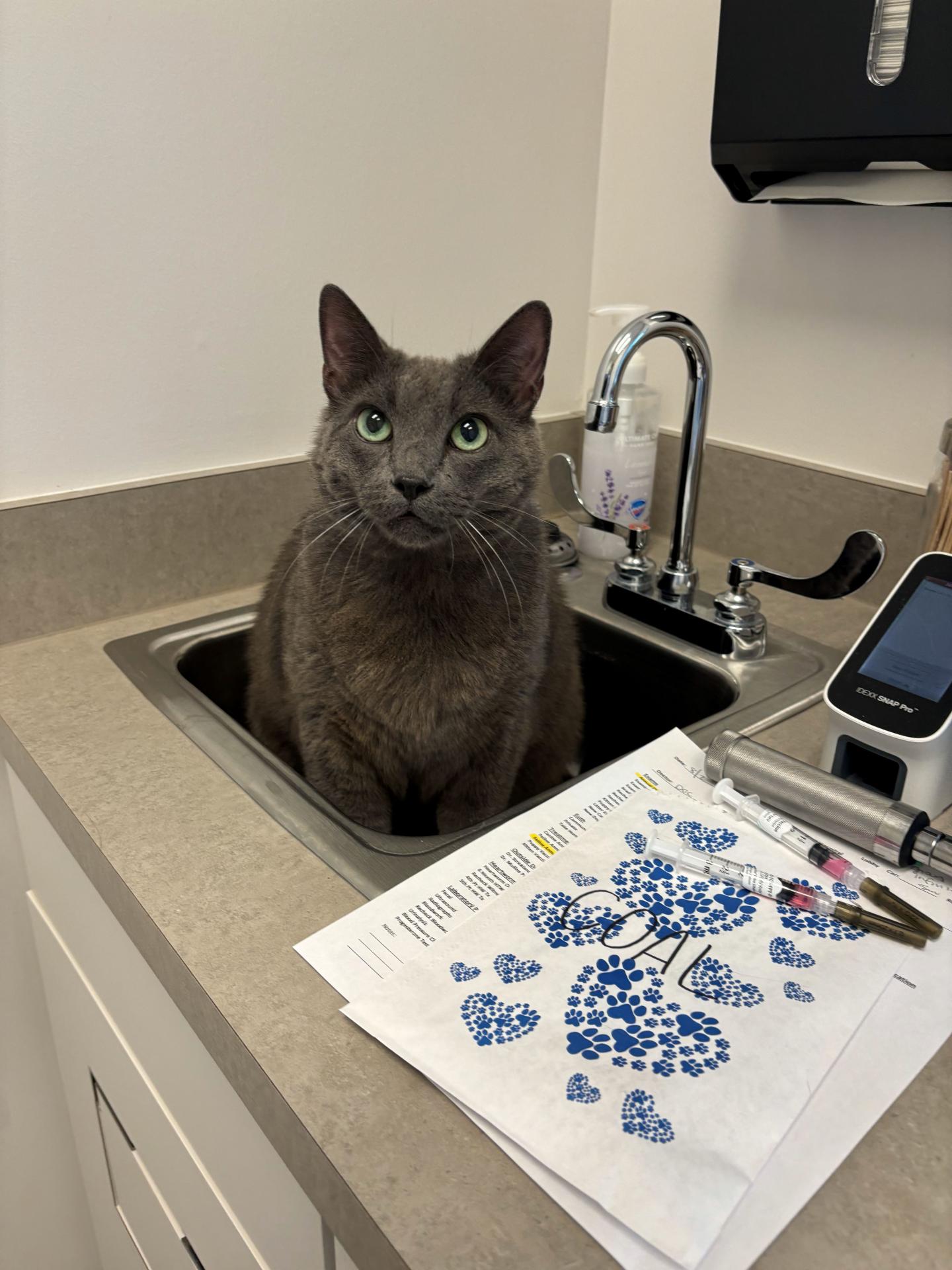 Cat sitting in a sink