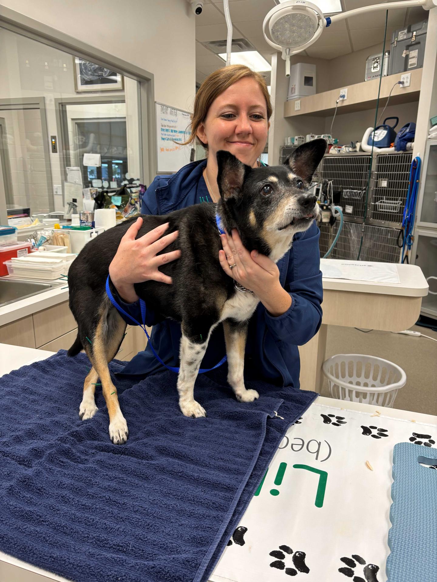 Dog being held by a technician