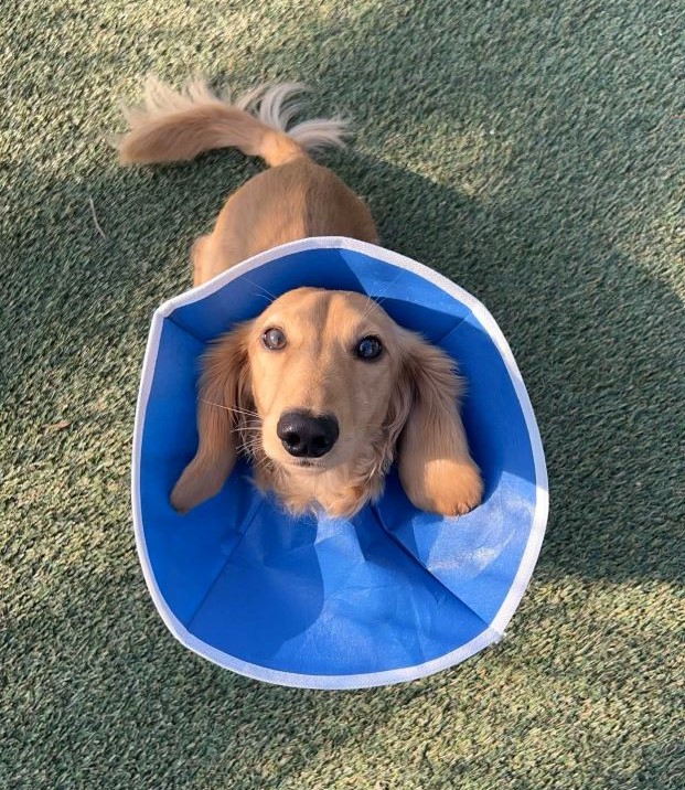 Dog wearing a blue e-collar