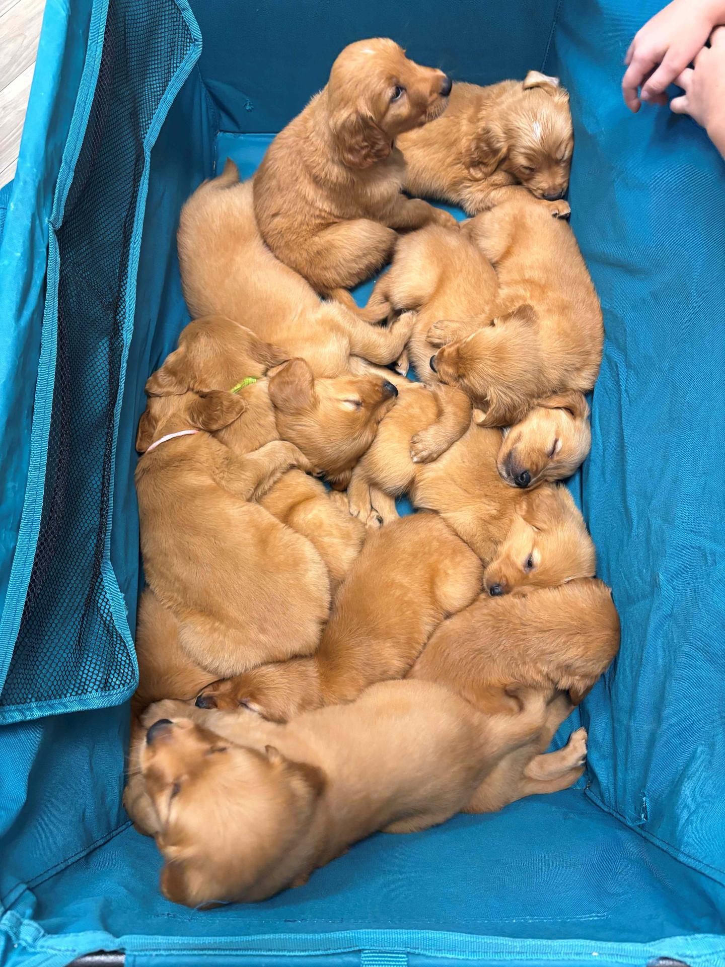 Litter of puppies