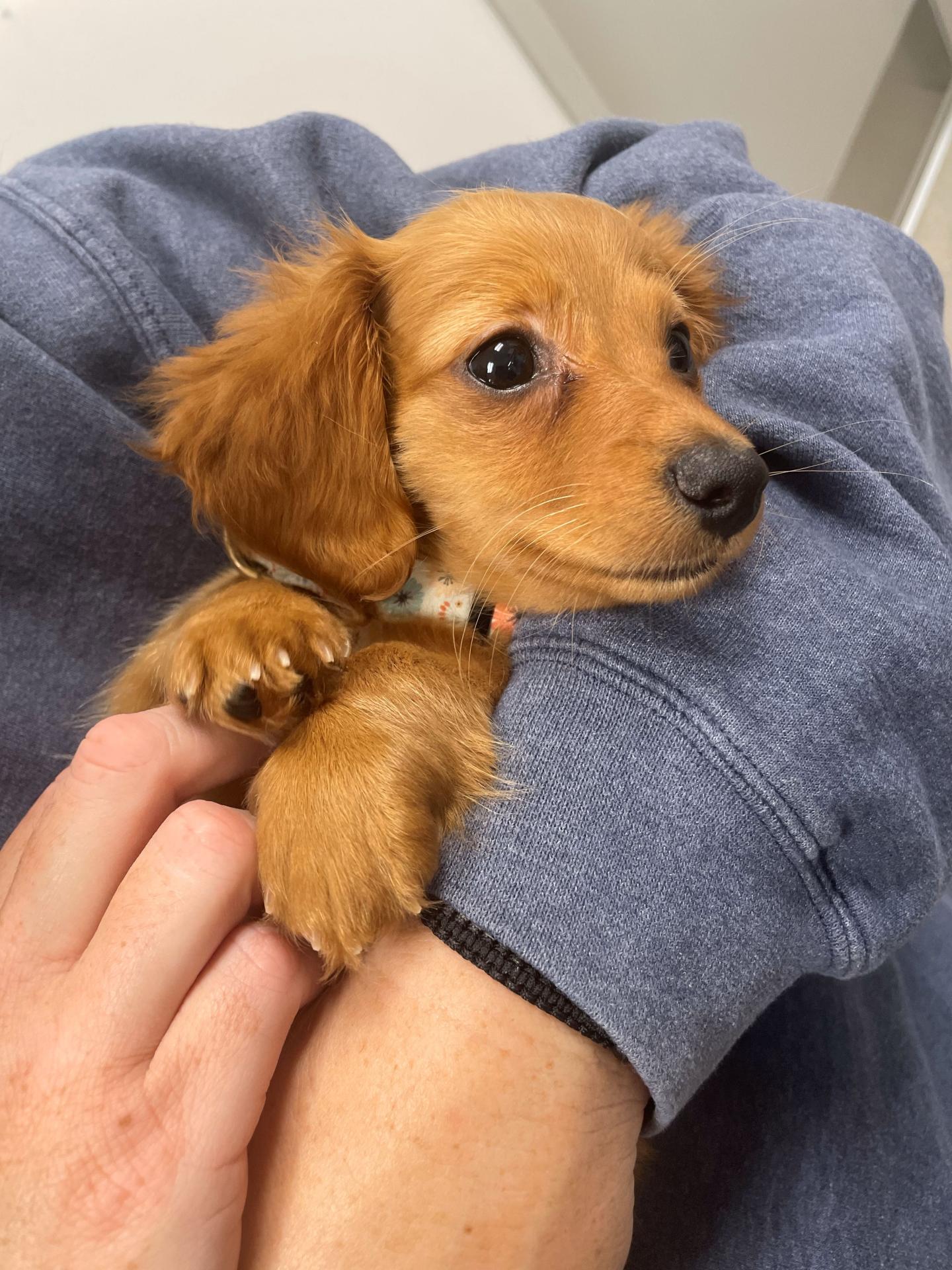 puppy being held