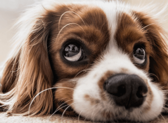 Why Dog Diagnostic Imaging May Be Needed