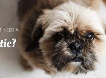 Does Your Pet Need a Probiotic?