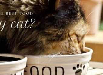 What is the Best Food for My Cat?