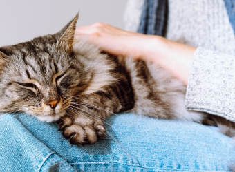 Heartworm in Cats: Why You Shouldn&#039;t Wait Until There Are Symptoms