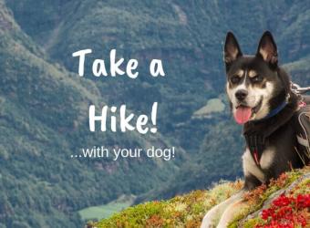 Take a Hike! Top 6 Benefits of Walking Your Dog