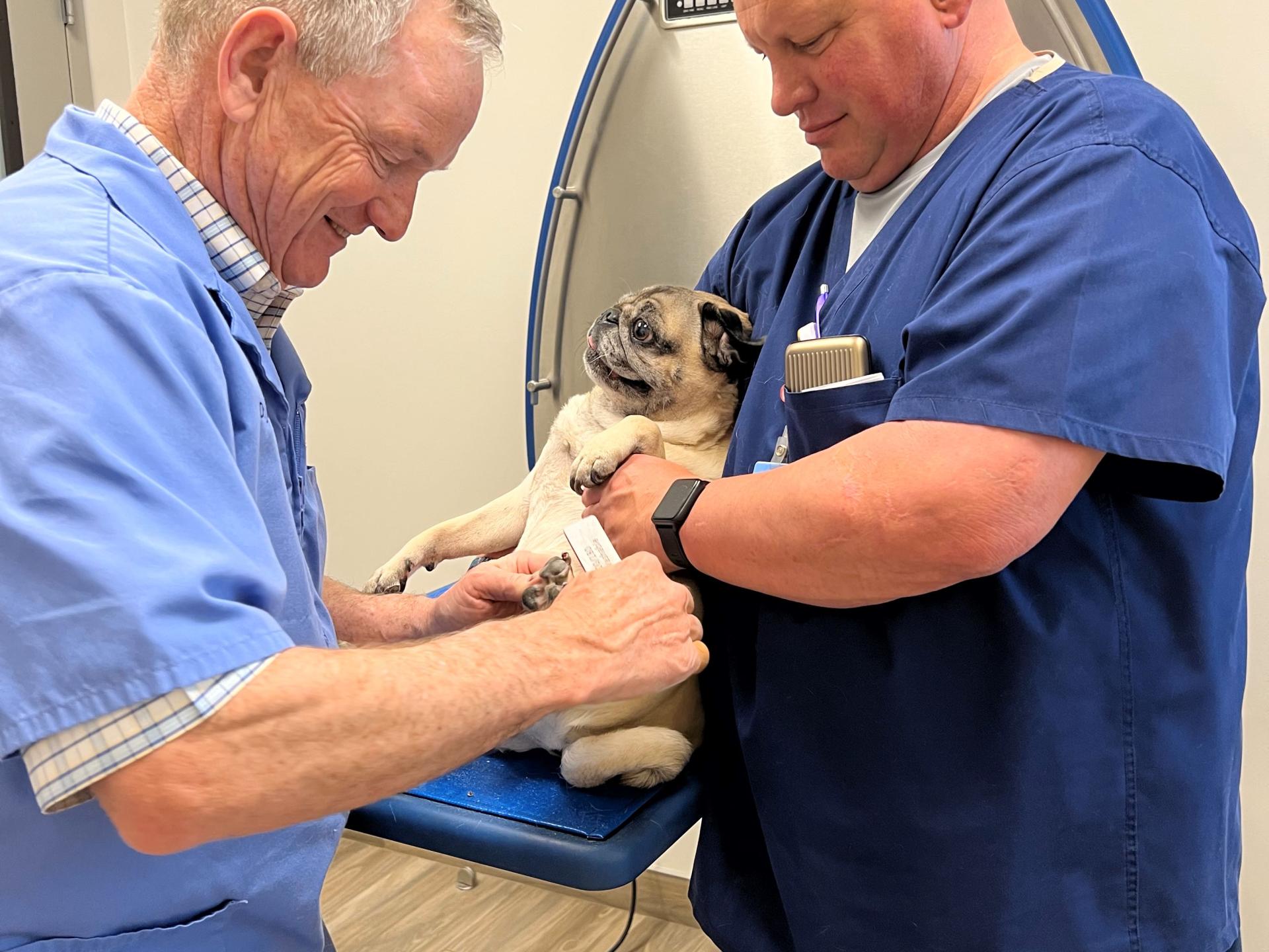 carson-vet-hospital-pug-exam-room.jpg